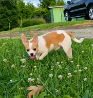 AKC Mojo, a male Chihuahua for sale in Brooksville, KY – 3 of 9