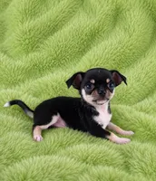AKC Peter, a male Chihuahua for sale in Brooksville, KY – 3 of 6