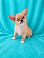 AKC Nemo , a male Chihuahua for sale in Brooksville, KY – 2 of 8