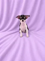 AKC Masie , a female Chihuahua for sale in Brooksville, KY – 5 of 7