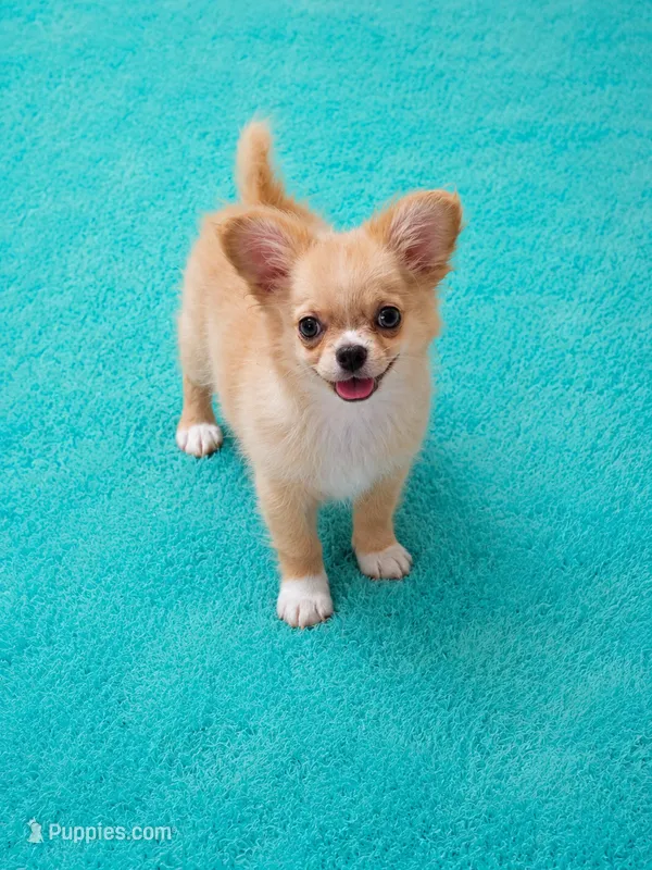 AKC Nemo  – Chihuahua puppy for sale in Brooksville, KY
