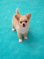 AKC Nemo , a male Chihuahua for sale in Brooksville, KY – 1 of 8