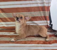 AKC Nemo , a male Chihuahua for sale in Brooksville, KY – 3 of 10