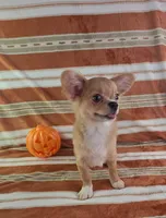 AKC Nemo , a male Chihuahua for sale in Brooksville, KY – 5 of 10