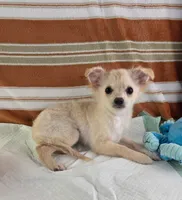 AKC Nelly , a male Chihuahua for sale in Brooksville, KY – 5 of 7