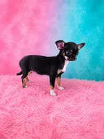 AKC Charlotte , a female Chihuahua for sale in Brooksville, KY – 7 of 9