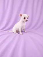 AKC Milly, a female Chihuahua for sale in Brooksville, KY – 6 of 7
