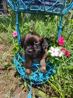 Little Diva, a female Shih Tzu for sale in Brooksville, KY – 2 of 2