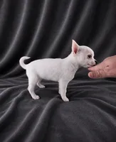 AKC Hopper, a male Chihuahua for sale in Brooksville, KY – 2 of 10