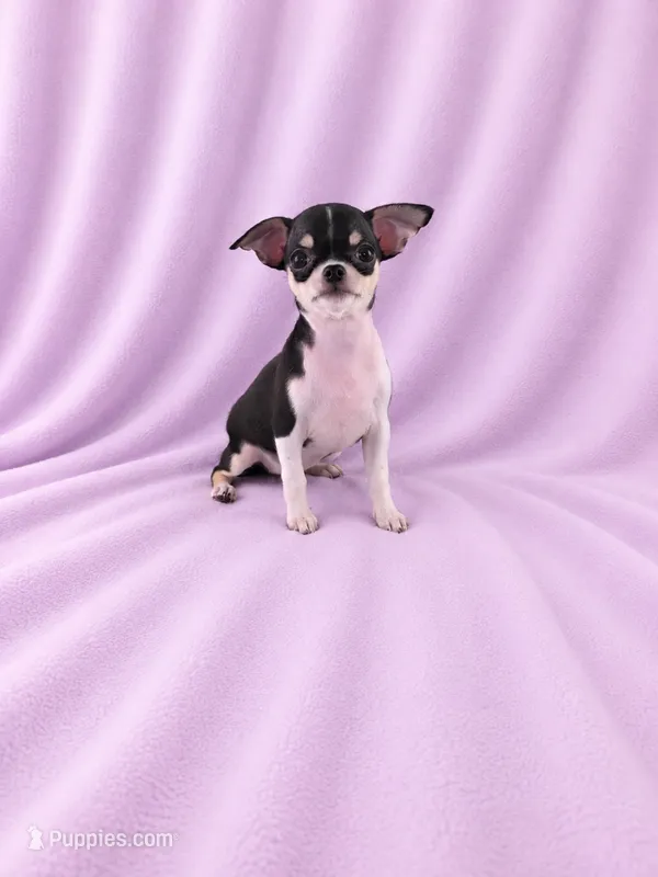 AKC Masie  – Chihuahua puppy for sale in Brooksville, KY