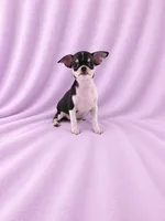 AKC Masie , a female Chihuahua for sale in Brooksville, KY – 1 of 7
