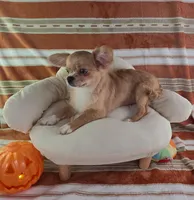 AKC Nemo , a male Chihuahua for sale in Brooksville, KY – 10 of 10