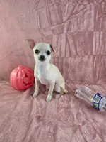 AKC Milly, a female Chihuahua for sale in Brooksville, KY – 8 of 10