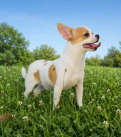 AKC Mojo, a male Chihuahua for sale in Brooksville, KY – 7 of 9