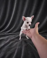 AKC Hopper, a male Chihuahua for sale in Brooksville, KY – 3 of 10
