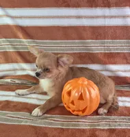 AKC Nemo , a male Chihuahua for sale in Brooksville, KY – 9 of 10