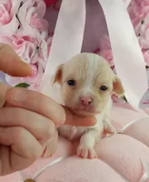 AKC Glitter, a female Chihuahua for sale in Brooksville, KY – Photo 1 of 9