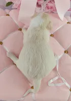 AKC Glitter, a female Chihuahua for sale in Brooksville, KY – Photo 2 of 9