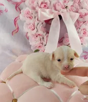 AKC Glitter, a female Chihuahua for sale in Brooksville, KY – Photo 6 of 9