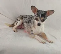 AKC Glitter, a female Chihuahua for sale in Brooksville, KY – Photo 7 of 9