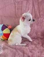 Akc coconut , a female Chihuahua for sale in Brooksville, KY – 2 of 10