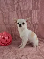 Akc coconut , a female Chihuahua for sale in Brooksville, KY – 7 of 10