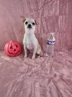 AKC Milly, a female Chihuahua for sale in Brooksville, KY – 6 of 10