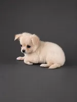 AKC Nelly , a male Chihuahua for sale in Brooksville, KY – 6 of 7