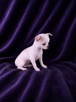 Akc coconut , a female Chihuahua for sale in Brooksville, KY – 4 of 9