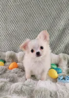 AKC Piper, a male Chihuahua for sale in Brooksville, KY – Photo 4 of 10