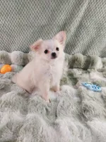 AKC Piper, a male Chihuahua for sale in Brooksville, KY – Photo 8 of 10