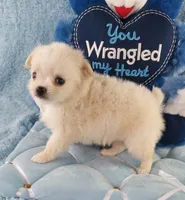 AKC Piper, a male Chihuahua for sale in Brooksville, KY – Photo 2 of 10