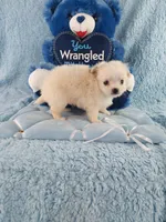 AKC Piper, a male Chihuahua for sale in Brooksville, KY – Photo 10 of 10