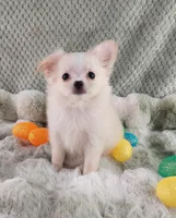 AKC Piper, a male Chihuahua for sale in Brooksville, KY – Photo 3 of 10