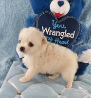 AKC Piper, a male Chihuahua for sale in Brooksville, KY – Photo 4 of 10