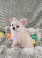 AKC Piper, a male Chihuahua for sale in Brooksville, KY – Photo 5 of 10