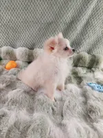 AKC Piper, a male Chihuahua for sale in Brooksville, KY – Photo 6 of 10