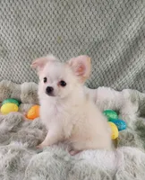 AKC Piper, a male Chihuahua for sale in Brooksville, KY – Photo 7 of 10