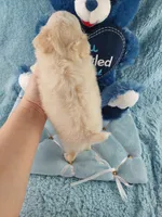 AKC Piper, a male Chihuahua for sale in Brooksville, KY – Photo 6 of 10