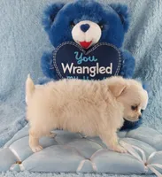 AKC Piper, a male Chihuahua for sale in Brooksville, KY – Photo 5 of 10