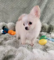 AKC Piper, a male Chihuahua for sale in Brooksville, KY – Photo 2 of 10