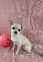 AKC Milly, a female Chihuahua for sale in Brooksville, KY – 2 of 10