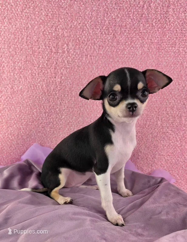 AKC Masie  – Chihuahua puppy for sale in Brooksville, KY