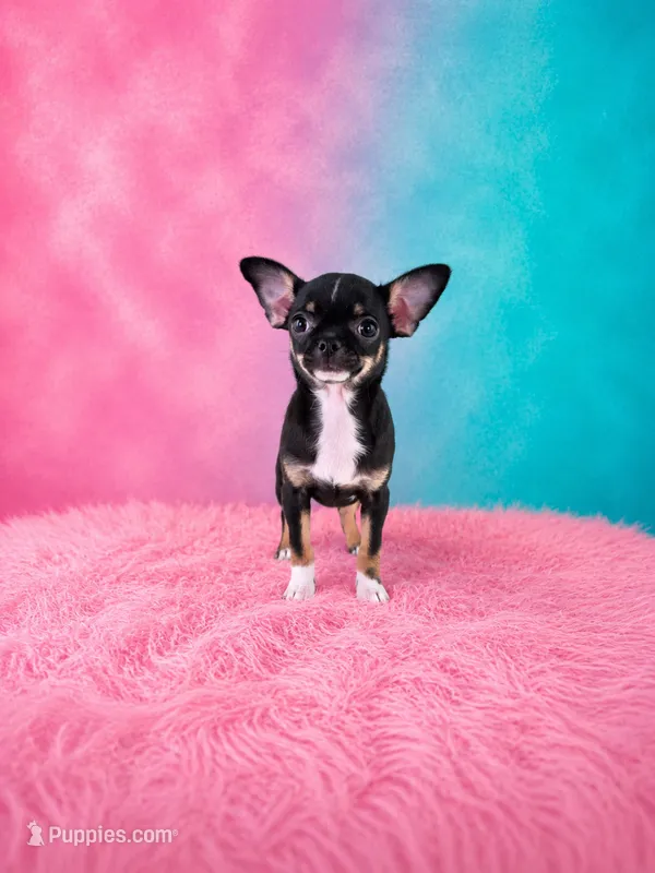AKC Charlotte  – Chihuahua puppy for sale in Brooksville, KY