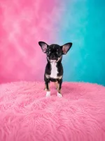 AKC Charlotte , a female Chihuahua for sale in Brooksville, KY – 1 of 9