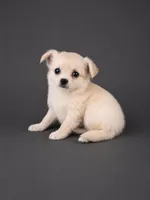 AKC Nelly , a male Chihuahua for sale in Brooksville, KY – 7 of 7