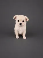 AKC Nelly , a male Chihuahua for sale in Brooksville, KY – 5 of 7