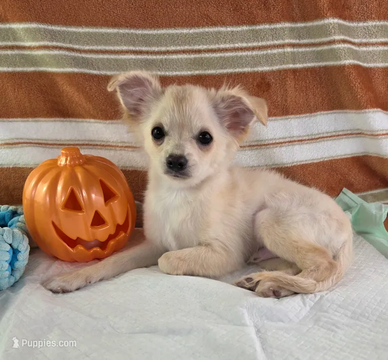 AKC Nelly  – Chihuahua puppy for sale in Brooksville, KY