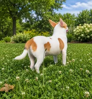AKC Mojo, a male Chihuahua for sale in Brooksville, KY – 5 of 9