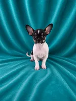 AKC Flynn, a male Chihuahua for sale in Brooksville, KY – 5 of 5